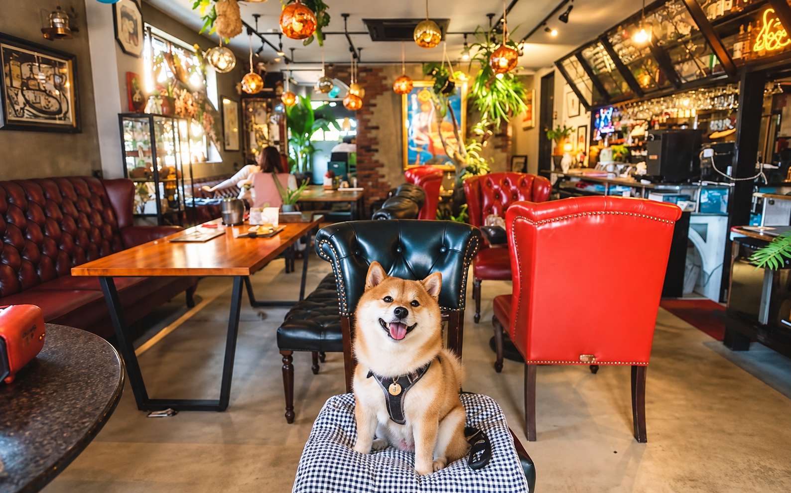 Wonder Smile｜長久手市の犬連れお出かけスポット