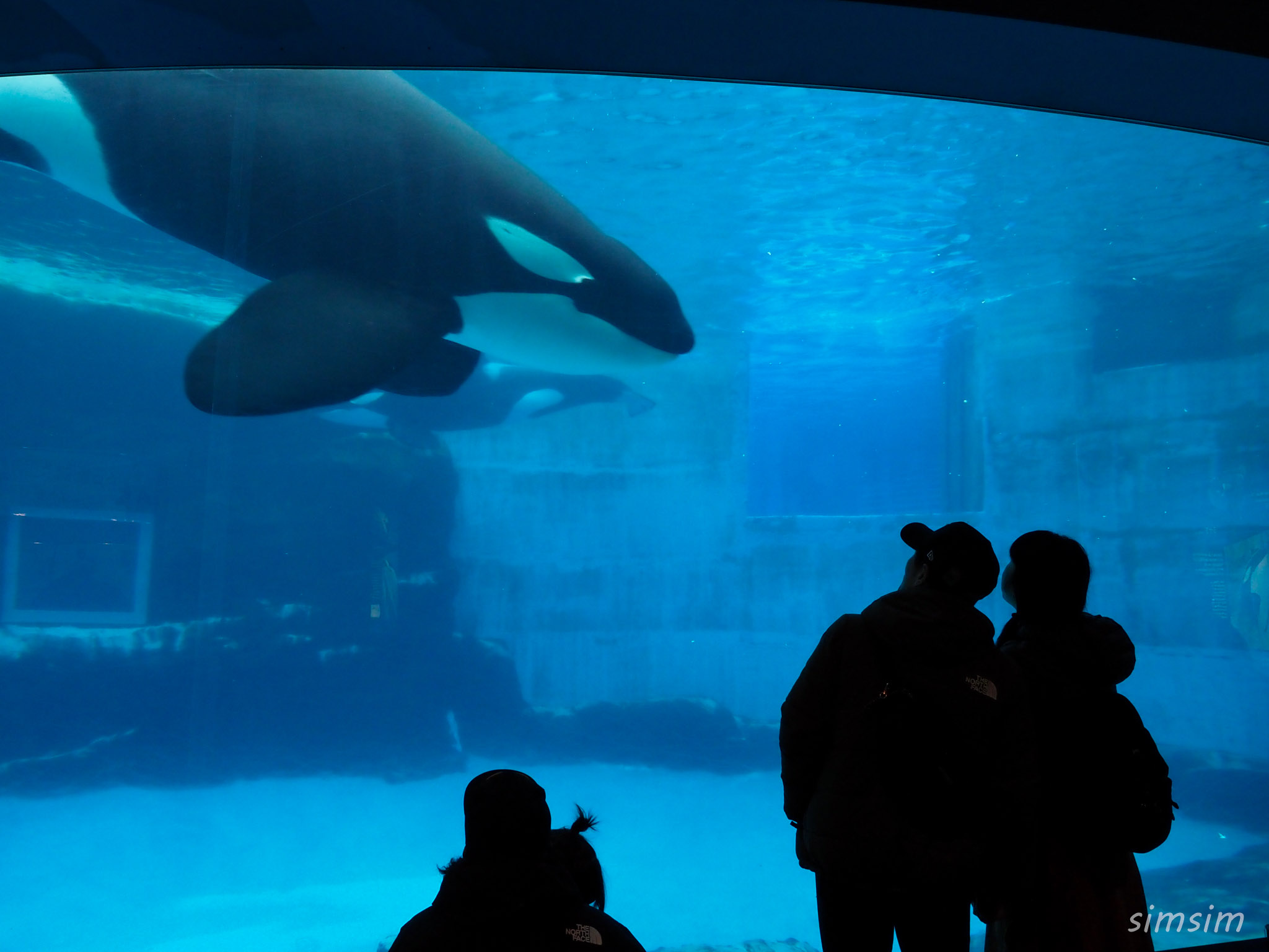 名古屋港水族館のシャチの大水槽