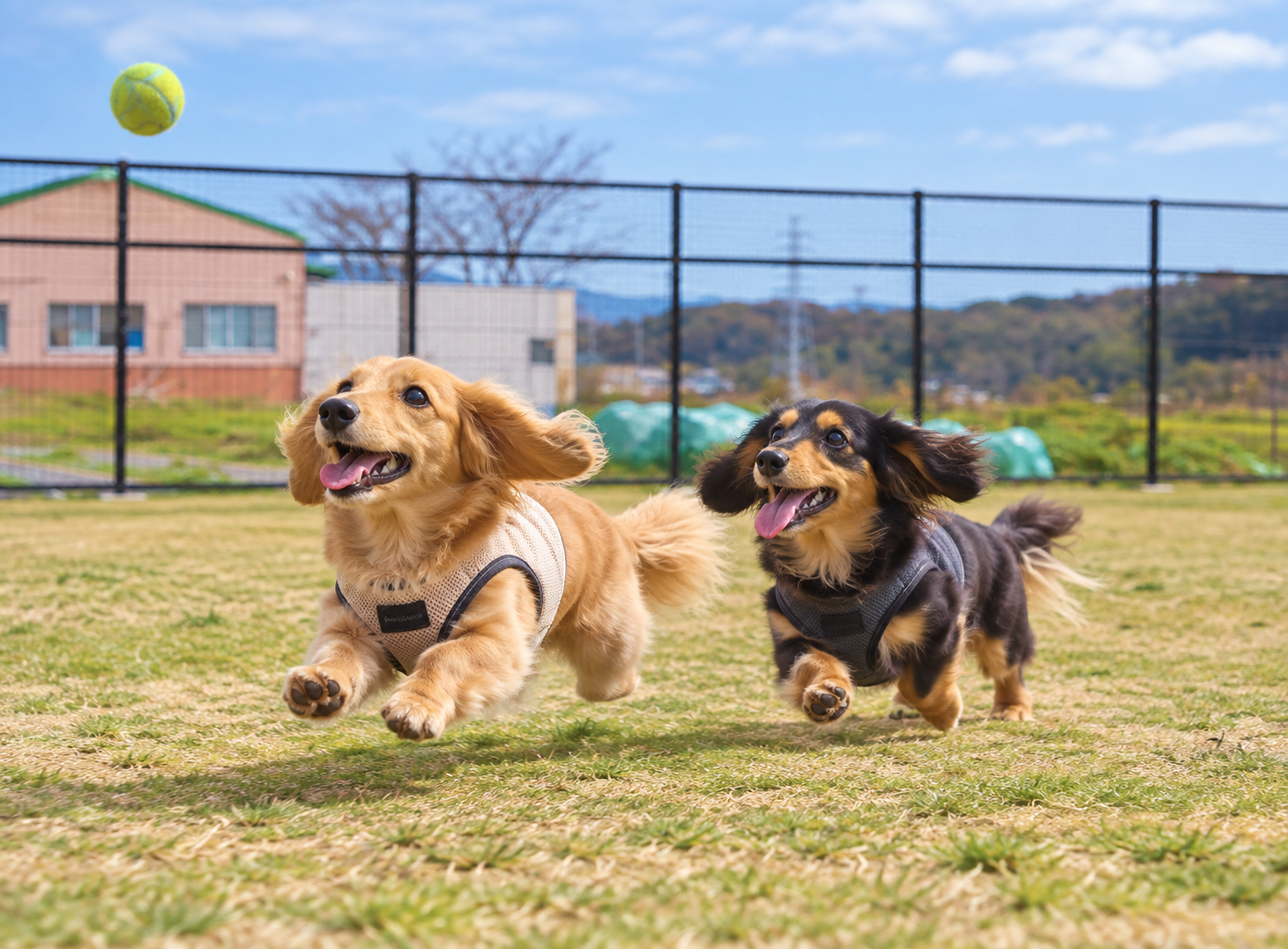 Private Dogrun Serengeti