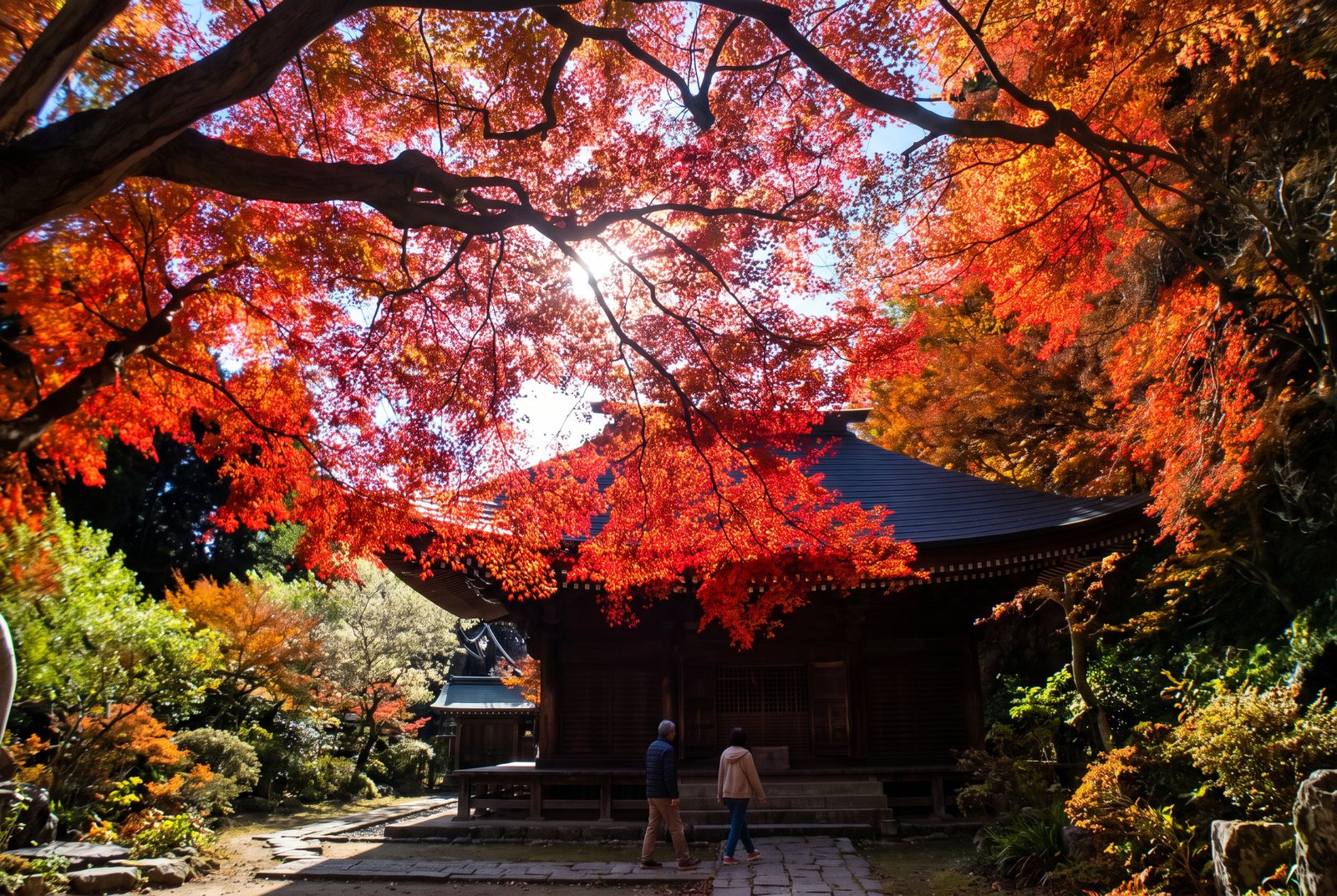 豊橋市の普門寺で、真っ赤なモミジに包まれたお堂の前を歩く人の紅葉風景